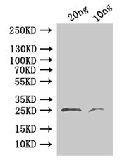 Western Blot Positive WB detected in: recombinant protein All lanes:24 Antibody at 1:1000 Secondary Goat polyclonal to rabbit IgG at 1/50000 dilution Predicted band size:25.1 kDa Observed band size: 25 kDa