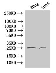 Western Blot Positive WB detected in: recombinant protein All lanes:24 Antibody at 1:1000 Secondary Goat polyclonal to rabbit IgG at 1/50000 dilution Predicted band size:25.1 kDa Observed band size: 25 kDa