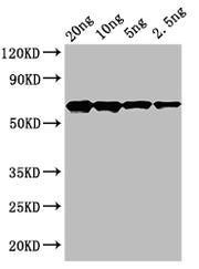Western Blot Positive WB detected in: recombinant protein All lanes: cry2Ab Antibody at 1:1000 Secondary Goat polyclonal to rabbit IgG at 1/50000 dilution Predicted band size: 65 kDa Observed band size: 65 kDa