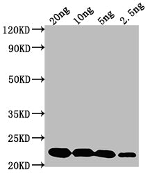 Western Blot Positive WB detected in Recombinant protein All lanes: cry2Ab antibody at 1:2000 Secondary Goat polyclonal to rabbit IgG at 1/50000 dilution Predicted band size: 74 kDa Observed band size: 23 kDa