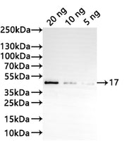 Western Blot Positive WB detected in: recombinant protein All lanes:17 Antibody at 1:1000 Secondary Goat polyclonal to rabbit IgG at 1/20000 dilution Predicted band size: 38.3 kDa Observed band size: 39 kDa