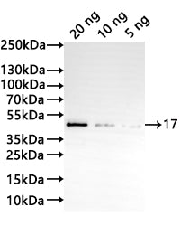 Western Blot Positive WB detected in: recombinant protein All lanes:17 Antibody at 1:1000 Secondary Goat polyclonal to rabbit IgG at 1/20000 dilution Predicted band size: 38.3 kDa Observed band size: 39 kDa