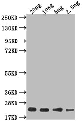 Western Blot Positive WB detected in Recombinant protein All lanes: mtl-1 antibody at 1:2000 Secondary Goat polyclonal to rabbit IgG at 1/50000 dilution Predicted band size: 12 kDa Observed band size: 18 kDa