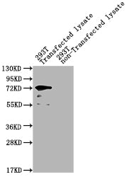 Western Blot Positive WB detected in: yopM 293T Transfected lysate, 293T non-Transfected lysate All lanes: yopM antibody at 1:2000 Secondary Goat polyclonal to rabbit IgG at 1/50000 dilution Predicted band size: 74 kDa Observed band size: 74 kDa