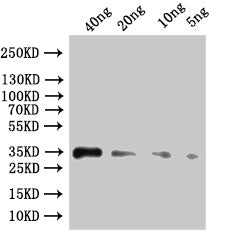 Western Blot Positive WB detected in: recombinant protein All lanes:ipaC Antibody at 1:1000 Secondary Goat polyclonal to rabbit IgG at 1/50000 dilution Predicted band size: 46.2 kDa Observed band size: 47 kDa