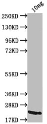 Western Blot Positive WB detected in Recombinant protein All lanes: A27L antibody at 1:2000 Secondary Goat polyclonal to rabbit IgG at 1/50000 dilution Predicted band size: 19.6 kDa Observed band size: 23 kDa
