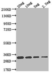 Western Blot Positive WB detected in Recombinant protein All lanes: L1R antibody at 1:2000 Secondary Goat polyclonal to rabbit IgG at 1/50000 dilution Predicted band size: 26.8 kDa Observed band size: 29 kDa