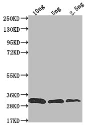 Western Blot Positive WB detected in Recombinant protein All lanes: prfA antibody at 1:2000 Secondary Goat polyclonal to rabbit IgG at 1/50000 dilution Predicted band size: 31.4 kDa Observed band size: 30 kDa