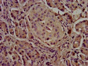 IHC image of CSB-PA325708LA01HU diluted at 1:500 and staining in paraffin-embedded human pancreatic tissue performed on a Leica BondTM system. After dewaxing and hydration, antigen retrieval was mediated by high pressure in a citrate buffer (pH 6....