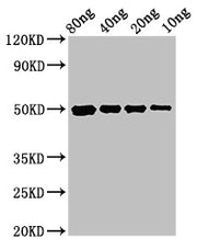 Western Blot Positive WB detected in Recombinant protein All lanes: cysP antibody at 3ug/ml Secondary Goat polyclonal to rabbit IgG at 1/50000 dilution Predicted band size: 50 kDa Observed band size: 50 kDa