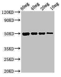 Western Blot Positive WB detected in Recombinant protein All lanes: cysP antibody at 3ug/ml Secondary Goat polyclonal to rabbit IgG at 1/50000 dilution Predicted band size: 50 kDa Observed band size: 50 kDa