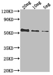 Western Blot Positive WB detected in Recombinant protein All lanes: UL49 antibody at 1:2000 Secondary Goat polyclonal to rabbit IgG at 1/50000 dilution Predicted band size: 50.6 kDa Observed band size: 54 kDa