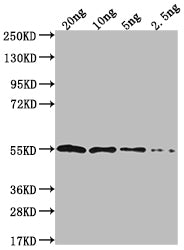 Western Blot Positive WB detected in Recombinant protein All lanes: IPAD antibody at 1:2000 Secondary Goat polyclonal to rabbit IgG at 1/50000 dilution Predicted band size: 52.7 kDa Observed band size: 56 kDa
