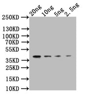 Western Blot Positive WB detected in: recombinant protein All lanes:CLB2 Antibody at 1:1000 Secondary Goat polyclonal to rabbit IgG at 1/50000 dilution Predicted band size: 34 kDa Observed band size: 34 kDa