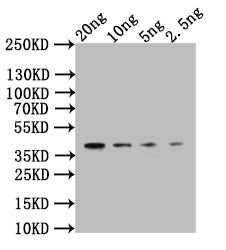 Western Blot Positive WB detected in: recombinant protein All lanes:CLB2 Antibody at 1:1000 Secondary Goat polyclonal to rabbit IgG at 1/50000 dilution Predicted band size: 34 kDa Observed band size: 34 kDa