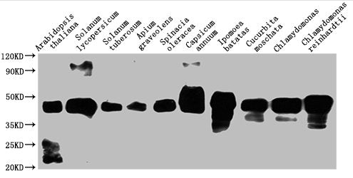 Western Blot Positive WB detected in: Arabidopsis thaliana leaf tissue, Solanum lycopersicum leaf tissue, Solanum tuberosum leaf tissue, Apium graveolens tissue, Spinacia oleracea leaf tissue, Capsicum annuum leaf tissue, Ipomoea batatas leaf tiss...