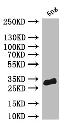 Western Blot Positive WB detected in: recombinant protein All lanes: pum Antibody at 1:1000 Secondary Goat polyclonal to rabbit IgG at 1/50000 dilution Predicted band size: 30 kDa Observed band size: 30 kDa
