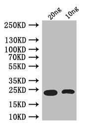 Western Blot Positive WB detected in: recombinant protein All lanes: Ets21C Antibody at 1:1000 Secondary Goat polyclonal to rabbit IgG at 1/50000 dilution Predicted band size: 26 kDa Observed band size: 26 kDa