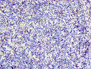Immunohistochemistry of paraffin-embedded human thymus tissue using CSB-PA326953ESR2HU at dilution of 1:100