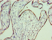 Immunohistochemistry of paraffin-embedded human placenta tissue using CSB-PA327046ESR2HU at dilution of 1:100