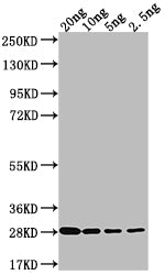 Western Blot Positive WB detected in Recombinant protein All lanes: LPTD antibody at 1:2000 Secondary Goat polyclonal to rabbit IgG at 1/50000 dilution Predicted band size: 26.3 kDa Observed band size: 27 kDa