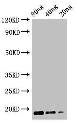 Western Blot Positive WB detected in Recombinant protein All lanes: Cyclomaltodextrin glucanotransferase antibody at 2.5µg/ml Secondary Goat polyclonal to rabbit IgG at 1/50000 dilution Predicted band size: 18 kDa Observed band size: 18 kDa