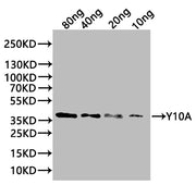 Western Blot Positive WB detected in: recombinant protein All lanes:Y10A Antibody at 1:1000 Secondary Goat polyclonal to rabbit IgG at 1/20000 dilution Predicted band size: 38 kDa Observed band size: 38 kDa
