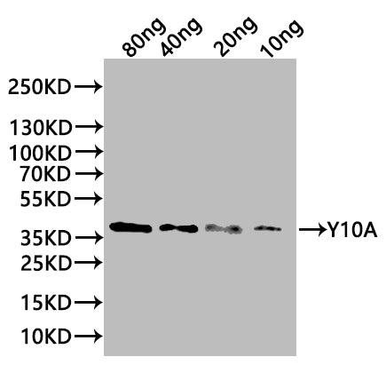 Western Blot Positive WB detected in: recombinant protein All lanes:Y10A Antibody at 1:1000 Secondary Goat polyclonal to rabbit IgG at 1/20000 dilution Predicted band size: 38 kDa Observed band size: 38 kDa