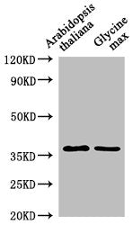 Western Blot Positive WB detected in: Arabidopsis thaliana leaf tissue, Glycine max leaf tissue All lanes: BG2 antibody at 1:1000 Secondary Goat polyclonal to rabbit IgG at 1/50000 dilution Predicted band size: 38 kDa Observed band size: 38 kDa