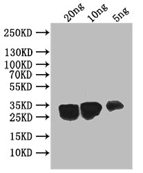 Western Blot Positive WB detected in: recombinant protein All lanes: UBC6 Antibody at 1:1000 Secondary Goat polyclonal to rabbit IgG at 1/50000 dilution Predicted band size: 33 kDa Observed band size: 33 kDa