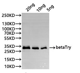 Western Blot Positive WB detected in: recombinant protein All lanes:betaTry Antibody at 1:1000 Secondary Goat polyclonal to rabbit IgG at 1/20000 dilution Predicted band size: 29.5 kDa Observed band size: 29.5 kDa