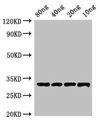 Western Blot Positive WB detected in Recombinant protein All lanes: Beta-lactamase inhibitory protein antibody at 4µg/ml Secondary Goat polyclonal to rabbit IgG at 1/50000 dilution Predicted band size: 33 kDa Observed band size: 33 kDa