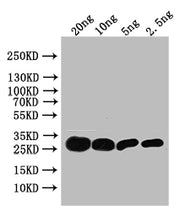 Western Blot Positive WB detected in: recombinant protein All lanes: TSA Antibody at 1:1000 Secondary Goat polyclonal to rabbit IgG at 1/50000 dilution Predicted band size: 29 kDa Observed band size: 29 kDa