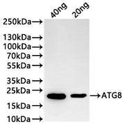 Western Blot Positive WB detected in: recombinant protein All lanes:SAP2 Antibody at 1:1000 Secondary Goat polyclonal to rabbit IgG at 1/20000 dilution Predicted band size: 42.5 kDa Observed band size: 43 kDa