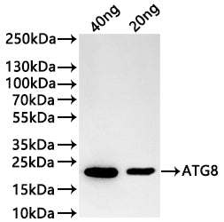 Western Blot Positive WB detected in: recombinant protein All lanes:SAP2 Antibody at 1:1000 Secondary Goat polyclonal to rabbit IgG at 1/20000 dilution Predicted band size: 42.5 kDa Observed band size: 43 kDa