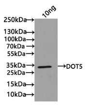 Western Blot Positive WB detected in: recombinant protein All lanes: DOT5 Antibody at 1:1000 Secondary Goat polyclonal to rabbit IgG at 1/50000 dilution Predicted band size: 25 kDa Observed band size: 25 kDa