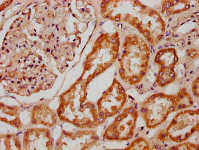 IHC image of CSB-PA328400LA01HU diluted at 1:600 and staining in paraffin-embedded human kidney tissue performed on a Leica BondTM system. After dewaxing and hydration, antigen retrieval was mediated by high pressure in a citrate buffer (pH 6.0)....