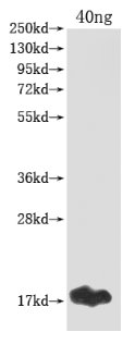 Western Blot Positive WB detected in Recombinant protein All lanes: gag antibody at 1:2000 Secondary Goat polyclonal to rabbit IgG at 1/50000 dilution Predicted band size: 17 kDa Observed band size: 17 kDa