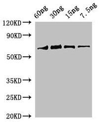 Western Blot Positive WB detected in Recombinant protein All lanes: rbcL antibody at 2µg/ml Secondary Goat polyclonal to rabbit IgG at 1/50000 dilution Predicted band size: 69 kDa Observed band size: 69 kDa