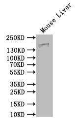 Western Blot Positive WB detected in: Mouse Liver tissue lysate All lanes: Mug1 antibody at 1:500 Secondary Goat polyclonal to rabbit IgG at 1/50000 dilution Predicted band size: 166 kDa Observed band size: 166 kDa