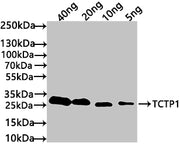 Western Blot Positive WB detected in: recombinant protein All lanes: TCTP1 Antibody at 1:1000 Secondary Goat polyclonal to rabbit IgG at 1/50000 dilution Predicted band size: 26 kDa Observed band size: 30 kDa