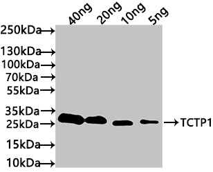 Western Blot Positive WB detected in: recombinant protein All lanes: TCTP1 Antibody at 1:1000 Secondary Goat polyclonal to rabbit IgG at 1/50000 dilution Predicted band size: 26 kDa Observed band size: 30 kDa