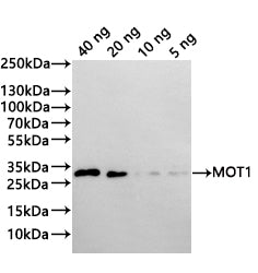 Western Blot Positive WB detected in: recombinant protein All lanes:MOT1 Antibody at 1:1000 Secondary Goat polyclonal to rabbit IgG at 1/20000 dilution Predicted band size: 26.5 kDa Observed band size: 27 kDa