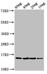 Western Blot Positive WB detected in Recombinant protein All lanes: yebF antibody at 2.7ug/ml Secondary Goat polyclonal to rabbit IgG at 1/50000 dilution Predicted band size: 15 kDa Observed band size: 15 kDa
