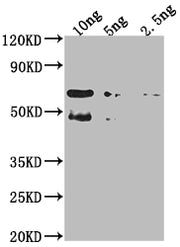 Western Blot Positive WB detected in Recombinant protein All lanes: TFC4 antibody at 1:2000 Secondary Goat polyclonal to rabbit IgG at 1/50000 dilution Predicted band size: 54.9 kDa Observed band size: 61 kDa