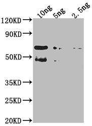 Western Blot Positive WB detected in Recombinant protein All lanes: TFC4 antibody at 1:2000 Secondary Goat polyclonal to rabbit IgG at 1/50000 dilution Predicted band size: 54.9 kDa Observed band size: 61 kDa