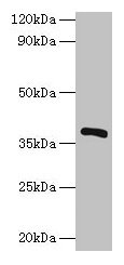 Western blot All lanes: iolG antibody at 2µg/ml + Recombinant Inositol 2-dehydrogenase/D-chiro-inositol 3-dehydrogenase protein 0.1µg Secondary Goat polyclonal to rabbit IgG at 1/10000 dilution Predicted band size: 39 kDa Observed band size: 39 kDa