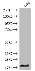 Western Blot Positive WB detected in: recombinant protein All lanes: Polyprotein P1234 Antibody at 1:1000 Secondary Goat polyclonal to rabbit IgG at 1/50000 dilution Predicted band size: 17 kDa Observed band size: 17 kDa