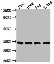 Western Blot Positive WB detected in Recombinant protein All lanes: CHD1 antibody at 1:2000 Secondary Goat polyclonal to rabbit IgG at 1/50000 dilution Predicted band size: 26.3 kDa Observed band size: 33 kDa