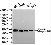Western Blot Positive WB detected in: recombinant protein All lanes:Venom allergen 5.01 Antibody at 1:1000 Secondary Goat polyclonal to rabbit IgG at 1/20000 dilution Predicted band size: 29.6 kDa Observed band size: 29.6 kDa